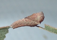 Hypertropha