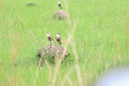 Congo Moor Chat