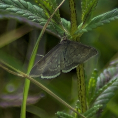 Anania fuscalis