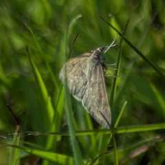 Anania fuscalis