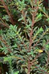 Pimelea serpyllifolia serpyllifolia