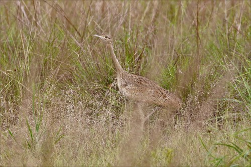 Black-bellied Bustard