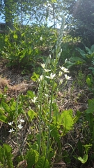 Ornithogalum pyramidale