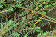 Pimelea serpyllifolia serpyllifolia