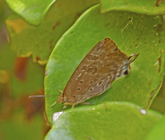 Arhopala eupolis