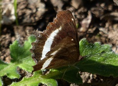 Eurytela hiarbas angustata