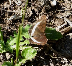Eurytela hiarbas angustata