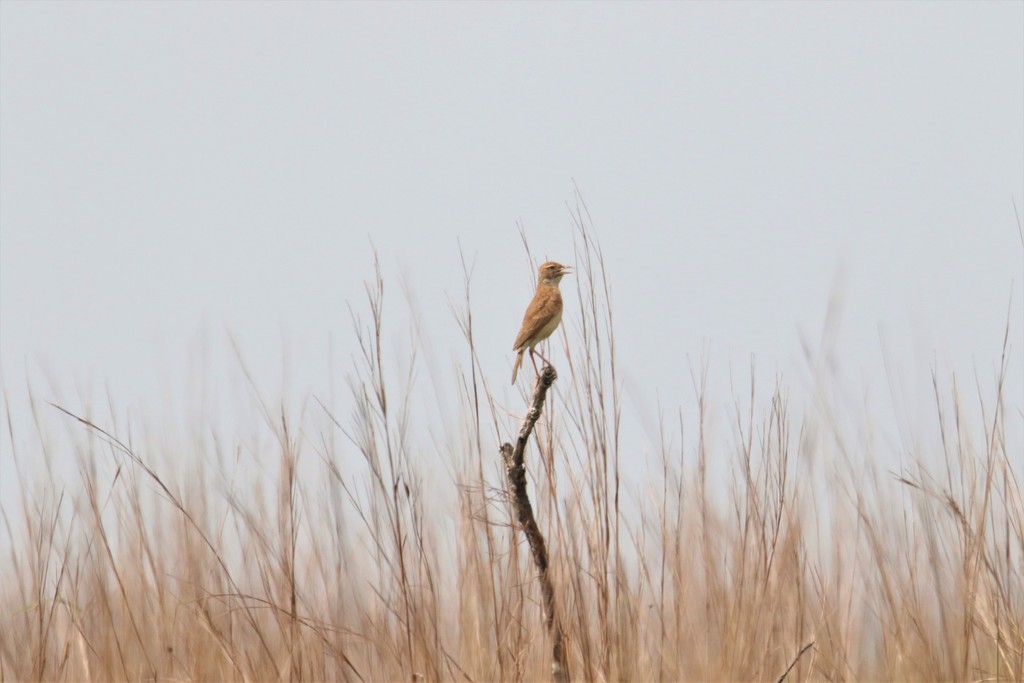 Plains Lark
