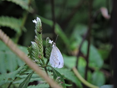 Leptosia nina niobe