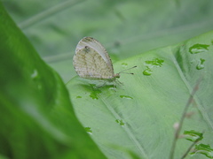 Leptosia nina niobe