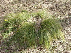 Carex pediformis macroura