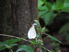 Leptosia nina niobe