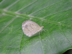 Leptosia nina niobe