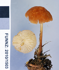 Marasmius elegans