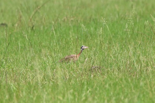 White-bellied Korhaan