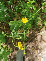 Ranunculus acris