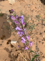 Penstemon laevis