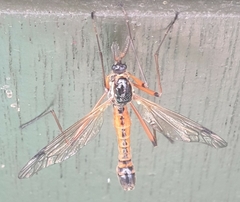 Tanyptera