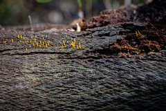 Calocera guepinioides