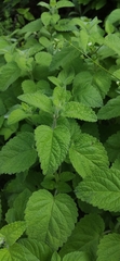 Melissa officinalis altissima