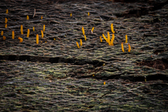 Calocera guepinioides