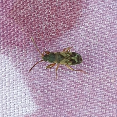 Scolopostethus affinis