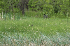 Eriophorum chamissonis