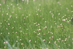 Eriophorum chamissonis