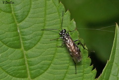 Pachyprotasis rapae
