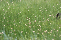 Eriophorum chamissonis