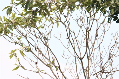 Diederik Cuckoo