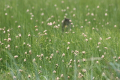 Eriophorum chamissonis