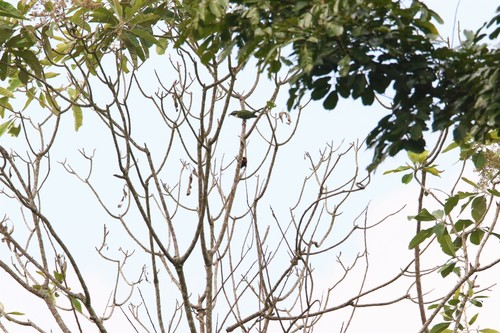 Copper Sunbird