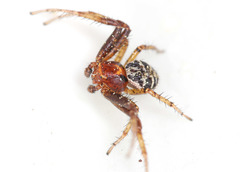 Xysticus lanio