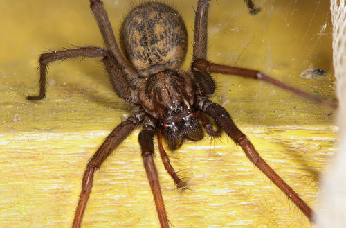 Giant House Spider