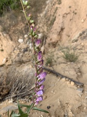 Penstemon laevis