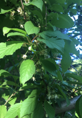 Schisandra chinensis