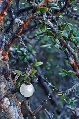 Coprosma obconica