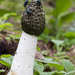 Common Stinkhorn - Photo (c) Chris Moody, some rights reserved (CC BY-NC)