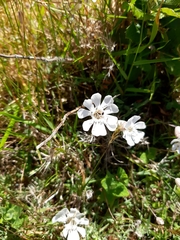 Silene uniflora
