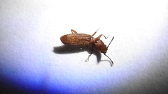 Oryzaephilus surinamensis