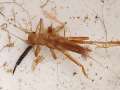 Illiesoperla