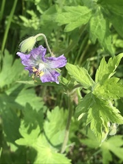 Geranium phaeum lividum