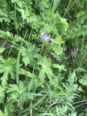Geranium phaeum lividum