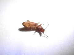 Oryzaephilus surinamensis