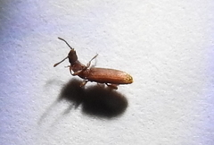 Oryzaephilus surinamensis