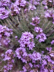Thymus villosus