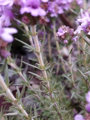 Thymus villosus