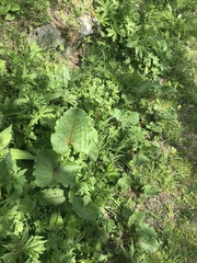 Rumex alpinus