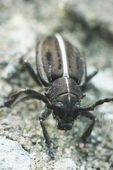 Dorcadion holosericeum